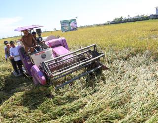 Panen Raya, Gubernur Banten Andra Soni Pastikan Harga Gabah Kering Panen Rp6.500/Kg