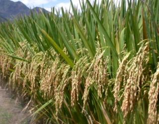 Konektivitas dan Infrastruktur Jadi Hambatan Utama Pertumbuhan Ekonomi Banten Selatan